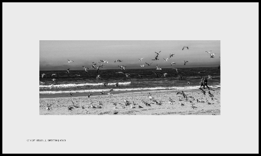 Seagulls, Oregon beach $100.00 text 617-512-7803