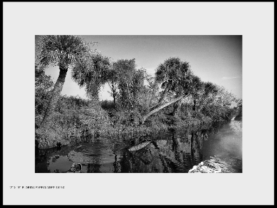 Florida Everglades - $100.00 text 617-512-7803